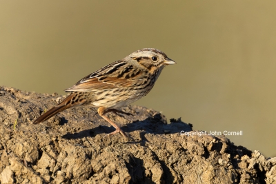 Lincolns-Sparrow;Melospiza-lincolnii;One;Sparrow;avifauna;bird;birds;color-image